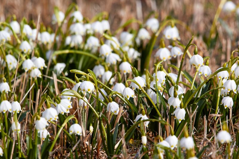 Datei:Frühlingsknoten ennsloh-0236-2023-03-10.jpg