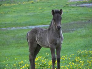 Gollingwinkel 16244 2006-07-05.jpg