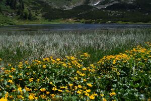 Plannersee 65281 2014-06-26.jpg