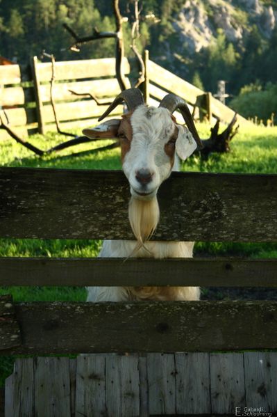 Datei:Saumerhof 1170.jpg