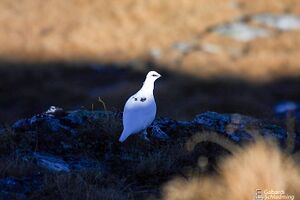 Schneehuhn1251.jpg