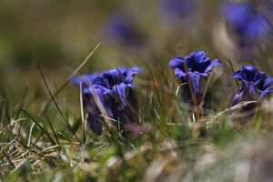 Enzian sattental 46092 2017-05-19.jpg