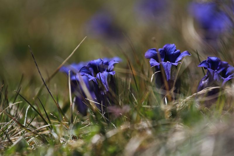 Datei:Enzian sattental 46092 2017-05-19.jpg