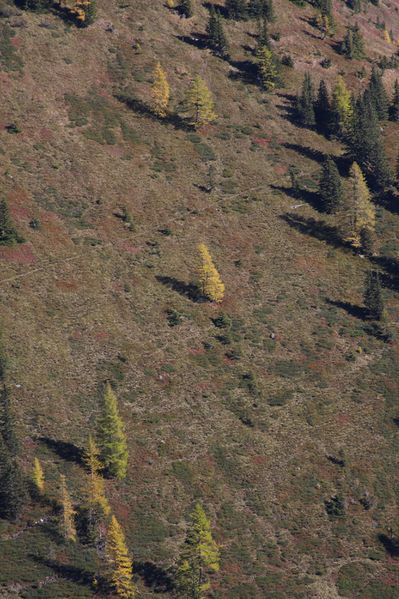 Datei:Lärche kaltherbergalm 38000 2011-10-18.jpg