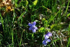 Untertal 22340 2008-05-08.jpg