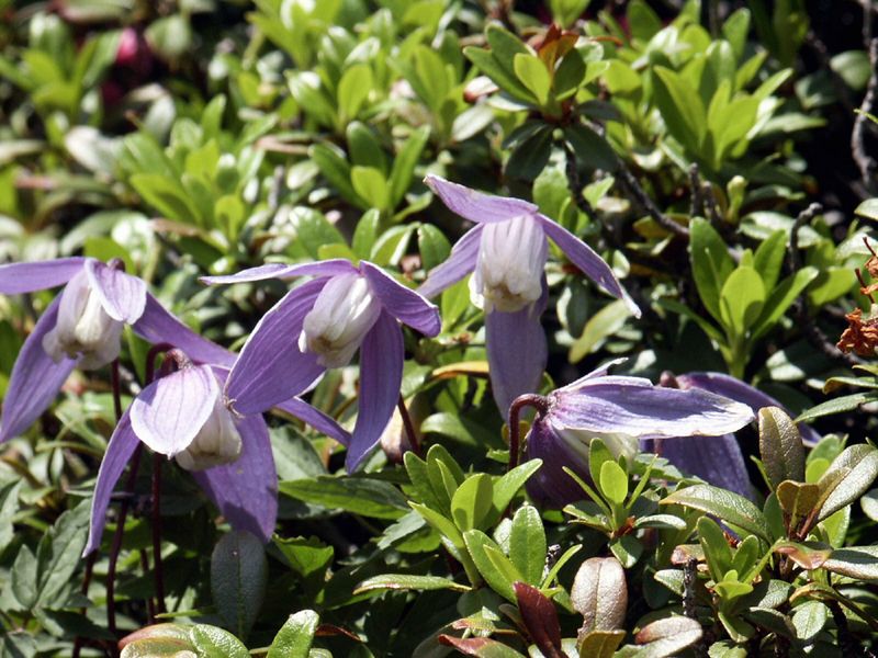 Datei:Duisitzkar 15149 2002-06-30.jpg