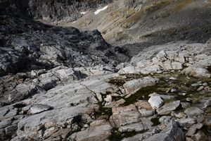 Goldlacken 0229 2013-10-08.jpg