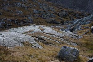 Goldlacken 0484 2013-10-08.jpg