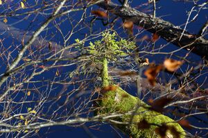 Toplitzsee 77770 2014-11-03.jpg