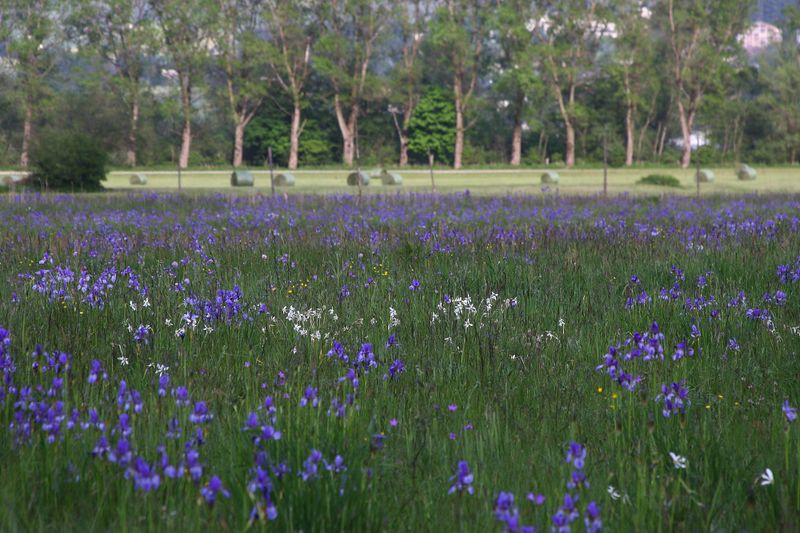 Datei:Enns-Altarme Niederstuttern 58390 2014-05-21.jpg