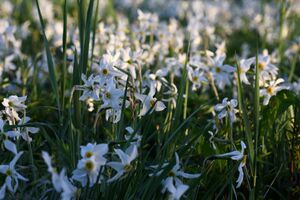 Feuchtwiesen trautenfels6026.jpg