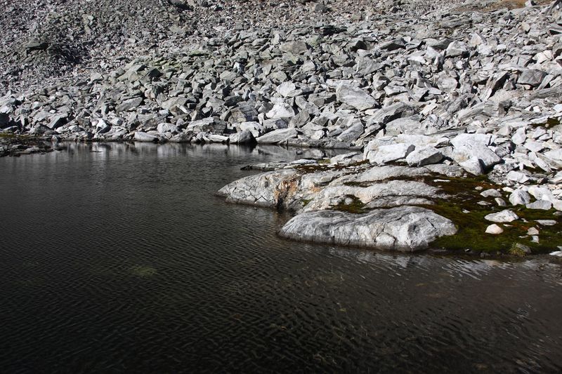 Datei:Goldlacken 0301 2013-10-08.jpg