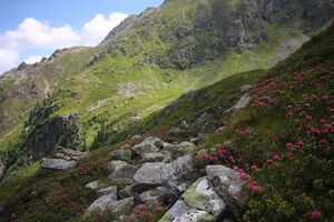 Herzmaierkar 32581 2011-07-06.jpg