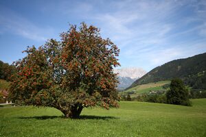 Vogelbeerbaum reith kleinsölk 99301 2015-08-28.jpg