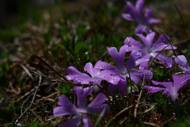 Datei:Zwerg-primel strickerkar 56022 2014-05-02.jpg