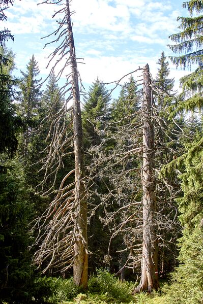 Datei:4 kammfichten nr968-3100-2021-08-03-5.jpg