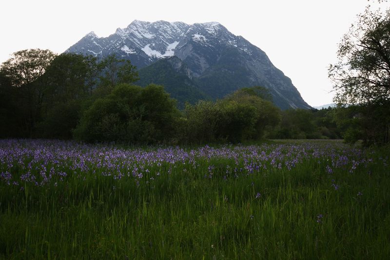 Datei:Enns-Altarme Niederstuttern 58416 2014-05-21.jpg