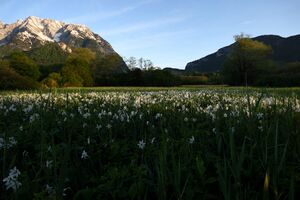 Feuchtwiesen trautenfels6036.jpg