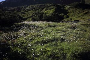 Gumpenkar 53209 2017-07-05.jpg