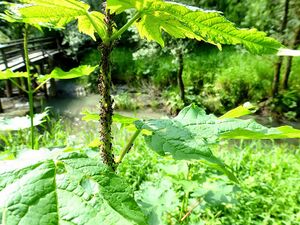 Lettmair Au Ameisen.JPG