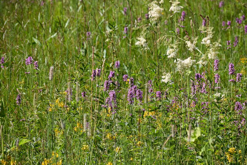 Datei:Scheibenmoos altaussee-018-2026-07-11.jpg