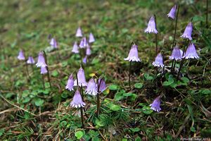 Alpengloeckchen110430wiki.jpg
