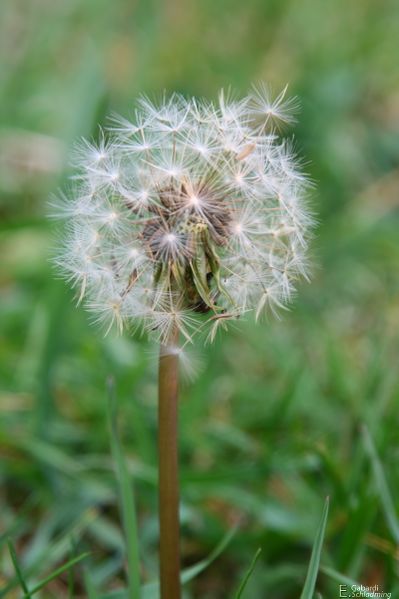 Datei:Löwenzahn2605.jpg
