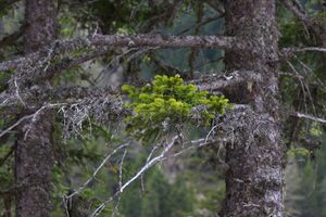 Strickerkar 55725 2014-05-02.jpg