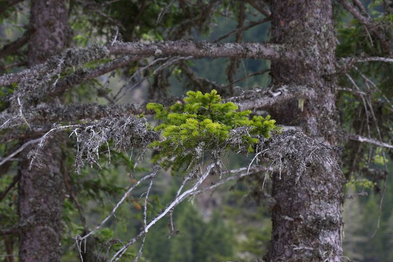 Datei:Strickerkar 55725 2014-05-02.jpg