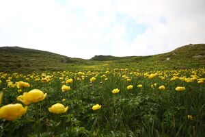 Trollblume blaufeldscharte 58092 2013-07-10.jpg
