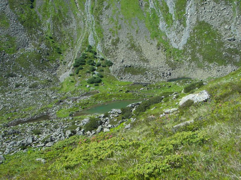 Datei:Wildkar 17486 2006-07-17.jpg