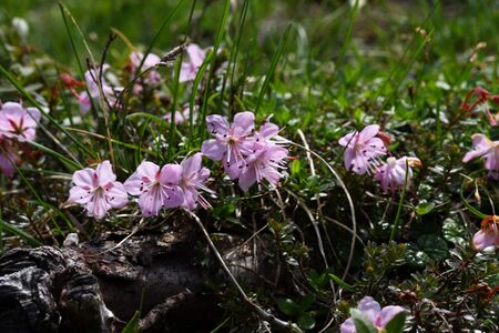 Zwerg-Alpenrose ursprung 90843 2014-06-22.jpg