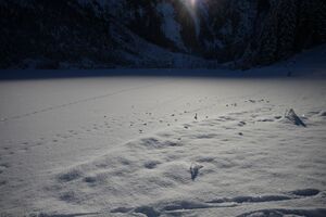 Bodensee 26498 2014-01-01.jpg