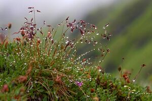 Giglach 10344 2011-07-21.jpg