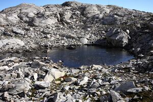 Goldlacken 0291 2013-10-08.jpg