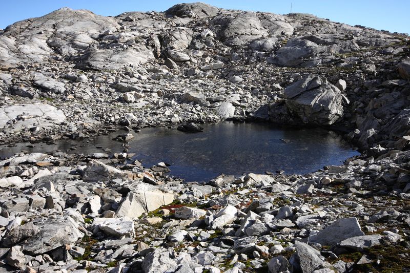 Datei:Goldlacken 0291 2013-10-08.jpg