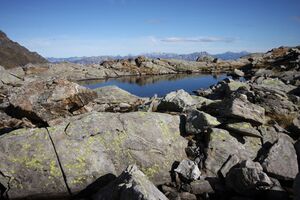 Goldlacken 0415 2013-10-08.jpg