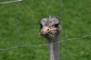 Straussenhof schwab0006.jpg