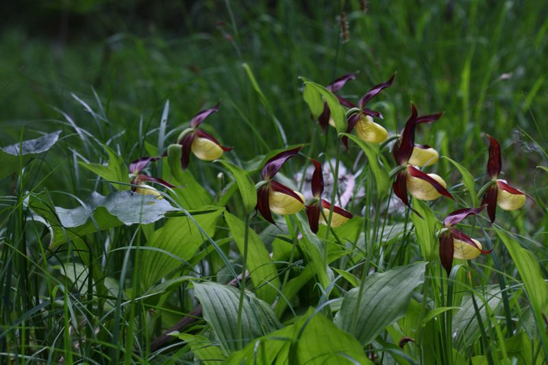 Datei:Frauenschuh 2201 2011-05-26.jpg