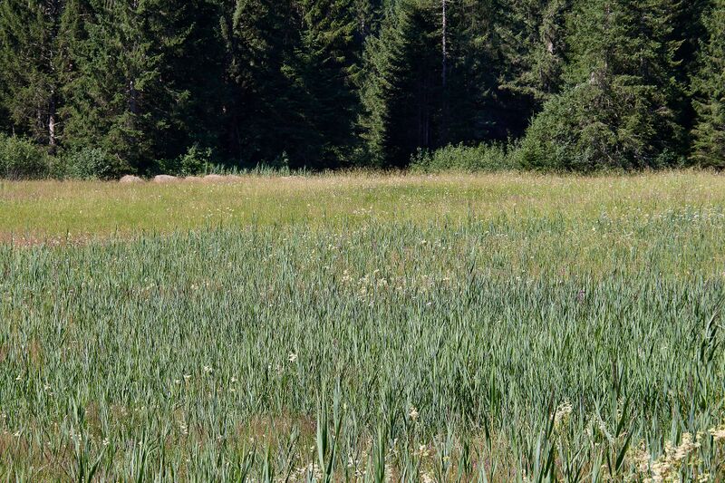 Datei:Scheibenmoos altaussee-014-2026-07-11.jpg