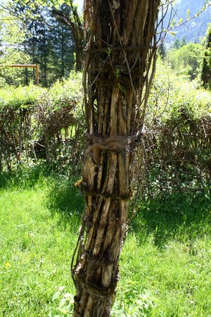 Weidendom gesäuse 56979 2014-05-05.jpg