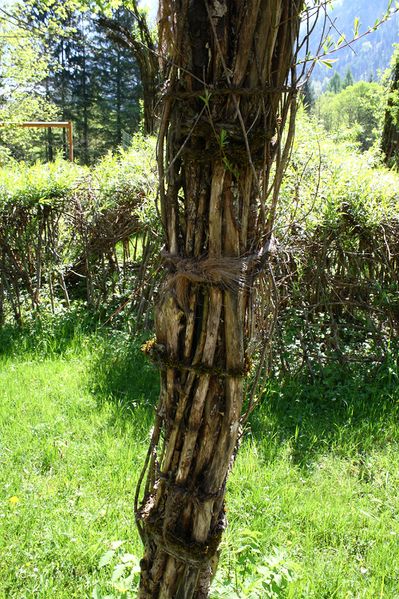 Datei:Weidendom gesäuse 56979 2014-05-05.jpg