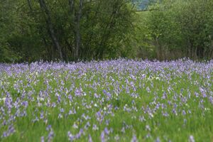 Enns-Altarme Niederstuttern 58402 2014-05-21.jpg