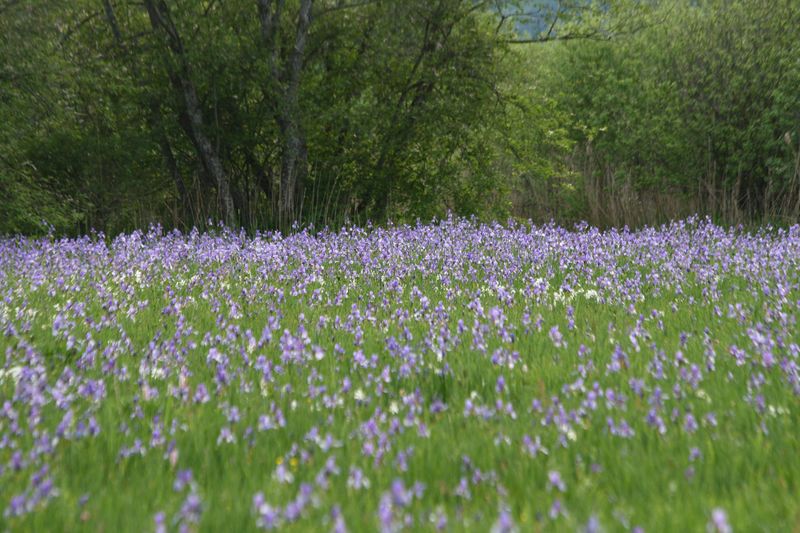 Datei:Enns-Altarme Niederstuttern 58402 2014-05-21.jpg