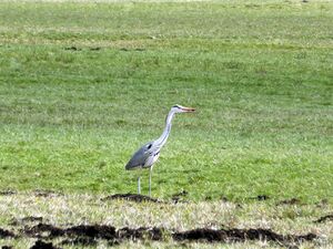 Ennsau bei Reithtal1100029.JPG