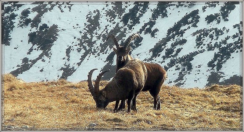 Datei:Gößeck steinbock01341.JPG