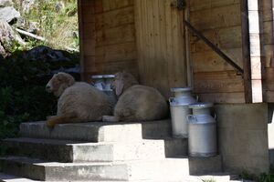 Harmeralm kleinsölk 72607 2014-09-17.jpg