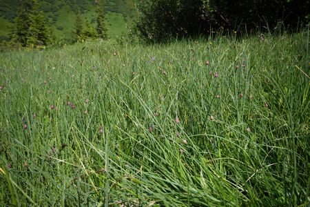 Mößnakar 0847 13-07-12.jpg