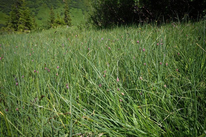 Datei:Mößnakar 0847 13-07-12.jpg