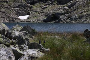 Rauenbergsee 2885 2009-08-19.jpg